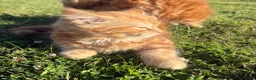 Mixed Breed cats for sale: Kittens for sale in Harlow - Advert 2