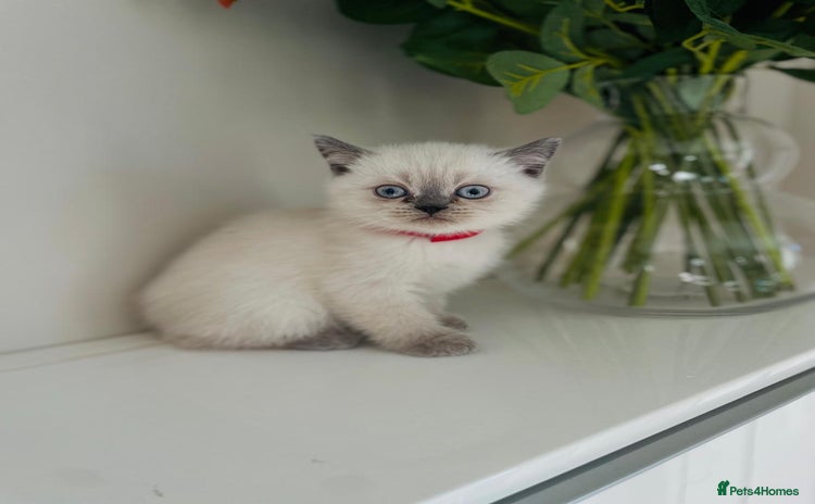 Scottish Fold cats Very Friendly Kittens, Pedigree Scottish Fold  - Advert 4