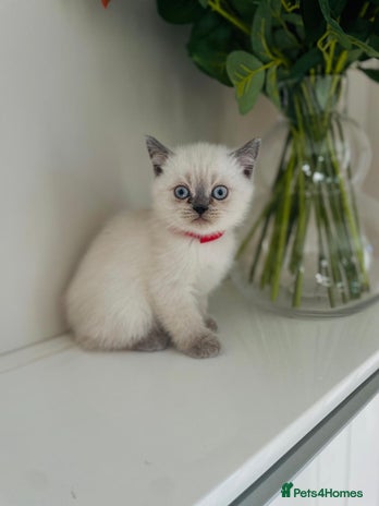 Scottish Fold cats Very Friendly Kittens, Pedigree Scottish Fold - Advert 4