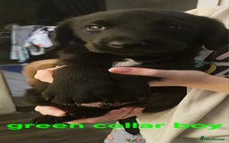 Labradoodle dogs for sale: F1 beautiful standard labradoodles - Image 15