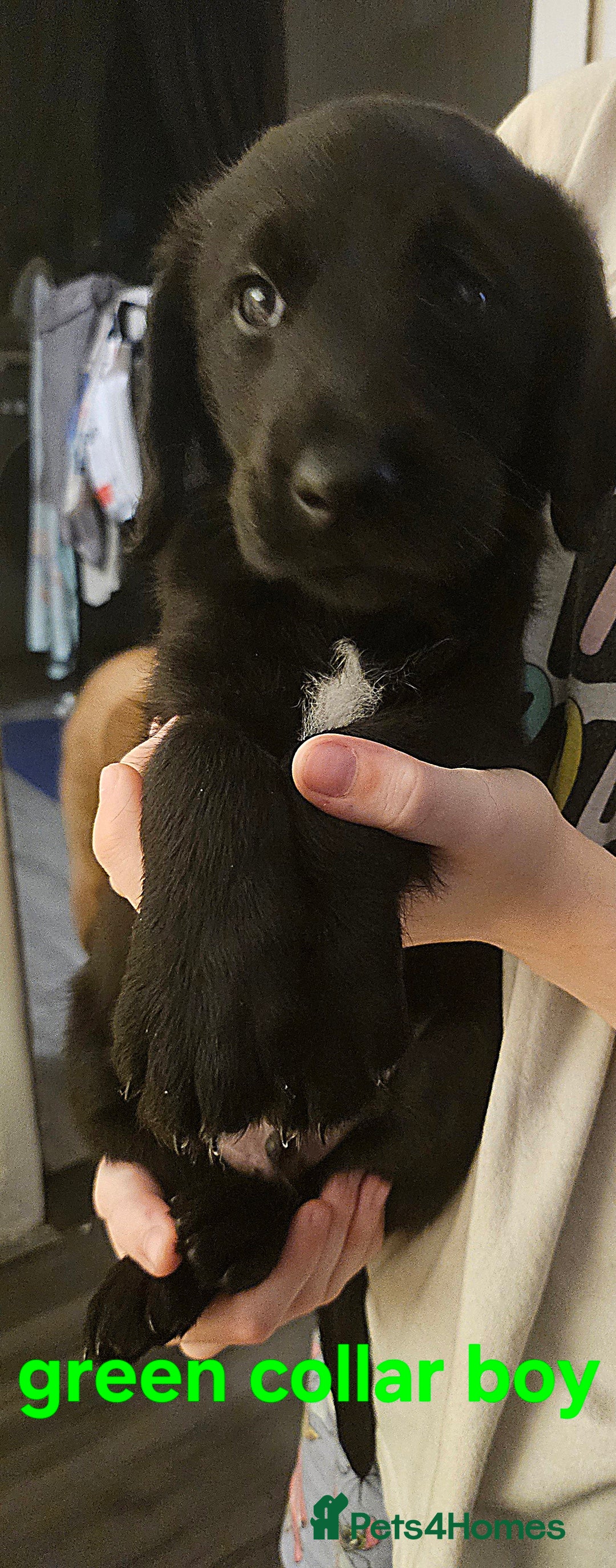 Labradoodle dogs for sale: F1 beautiful standard labradoodles - Image 15