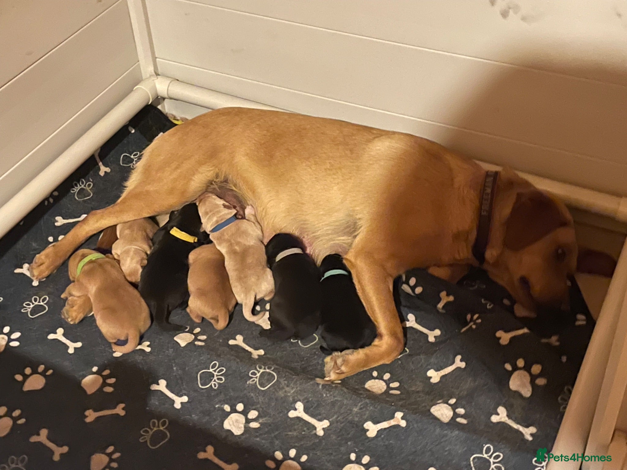 Labrador Retriever dogs KC Reg Labrador puppies  - Advert 3