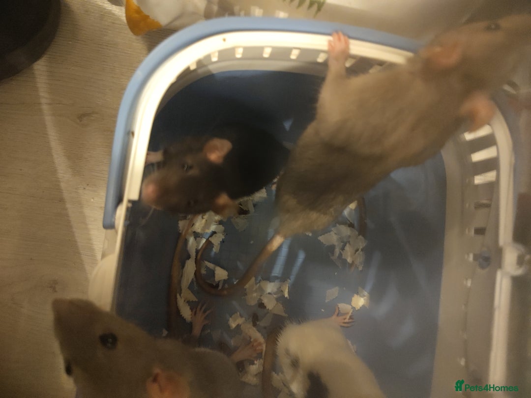 Rat rodents for sale: 4 female rats for sale  - Image 7