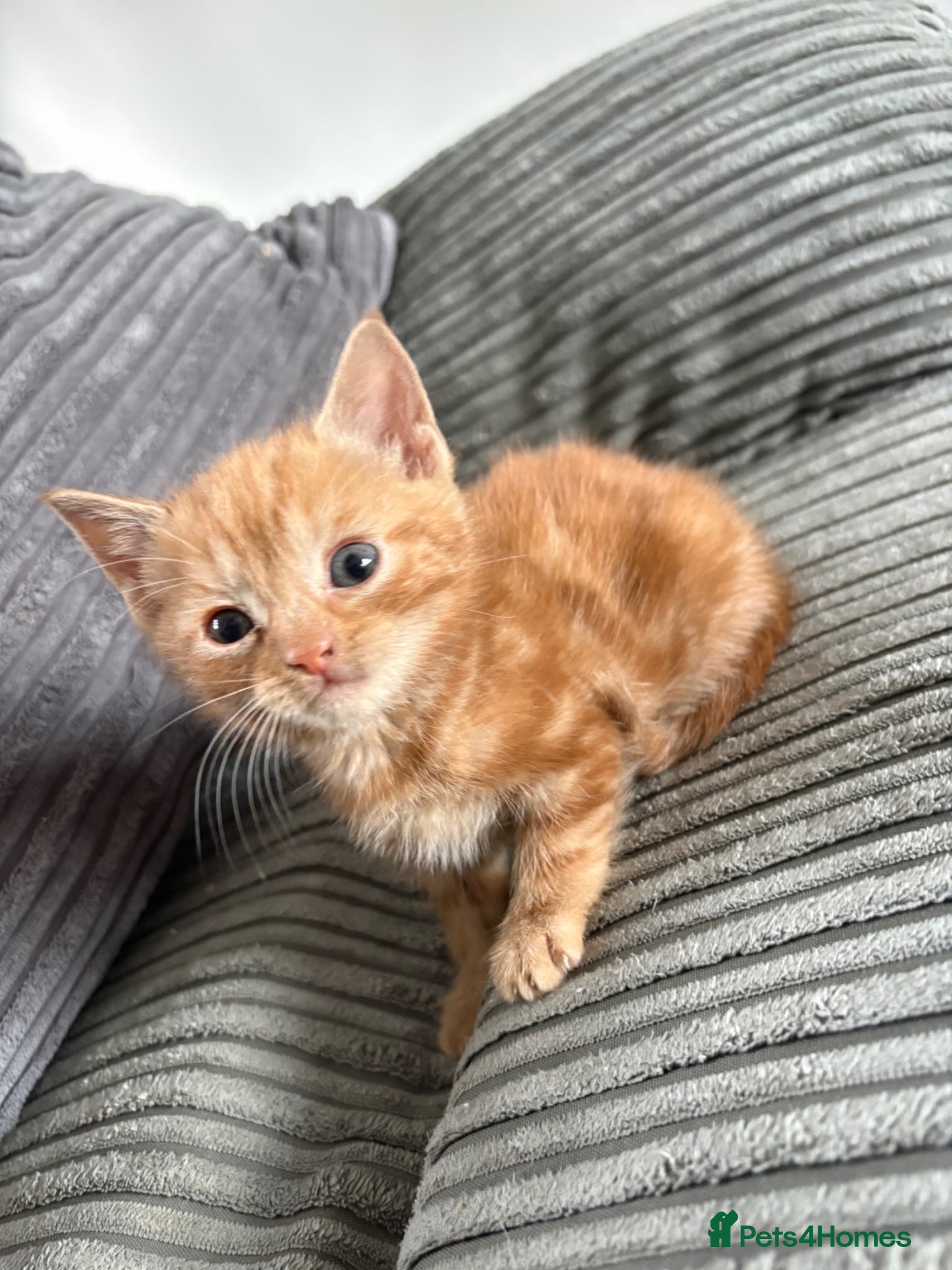 Mixed Breed cats 2 ginger male kittens - Advert 3