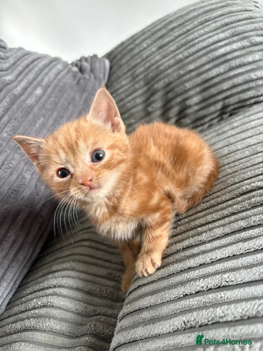 Mixed Breed cats for sale: 2 ginger male kittens in Ilkeston - Advert 1