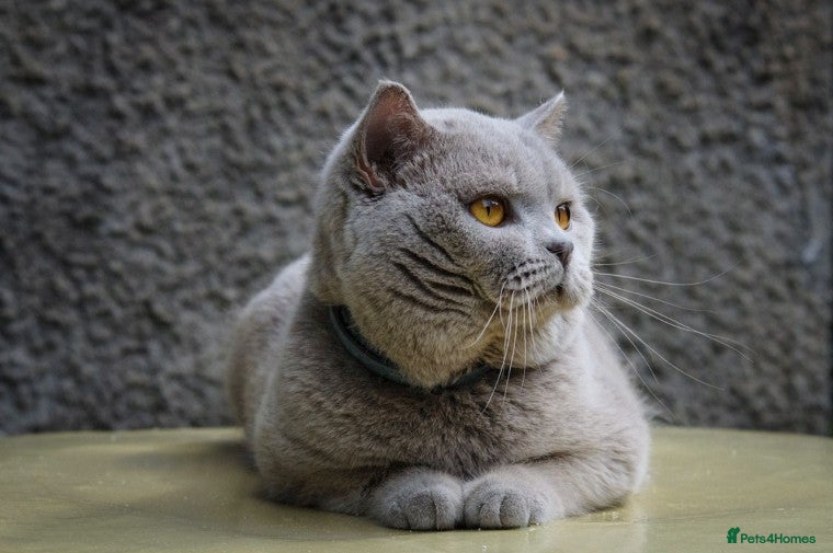 British Shorthair cats ORMAR FROM FLYING CASTLE in Cardiff - Advert 20