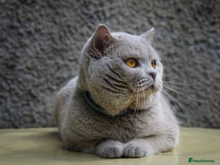 British Shorthair cats in Cardiff - Advert 11