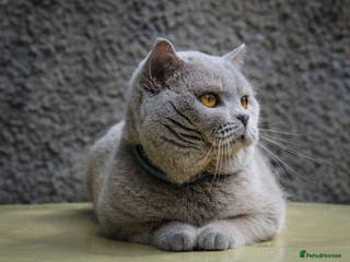 British Shorthair cats ORMAR FROM FLYING CASTLE in Cardiff - Advert 8