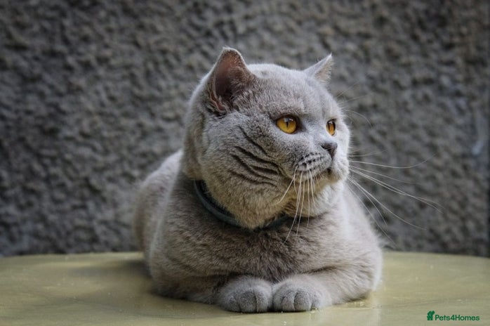 British Shorthair cats ORMAR FROM FLYING CASTLE in Cardiff - Advert 3