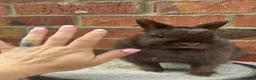 Netherland Dwarf rabbits for sale: 8 months old chocolate self Netherland  female  - Advert 5