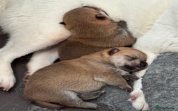 Japanese Shiba Inu dogs for sale: Red Japanese Shiba Inu pups - Image 1