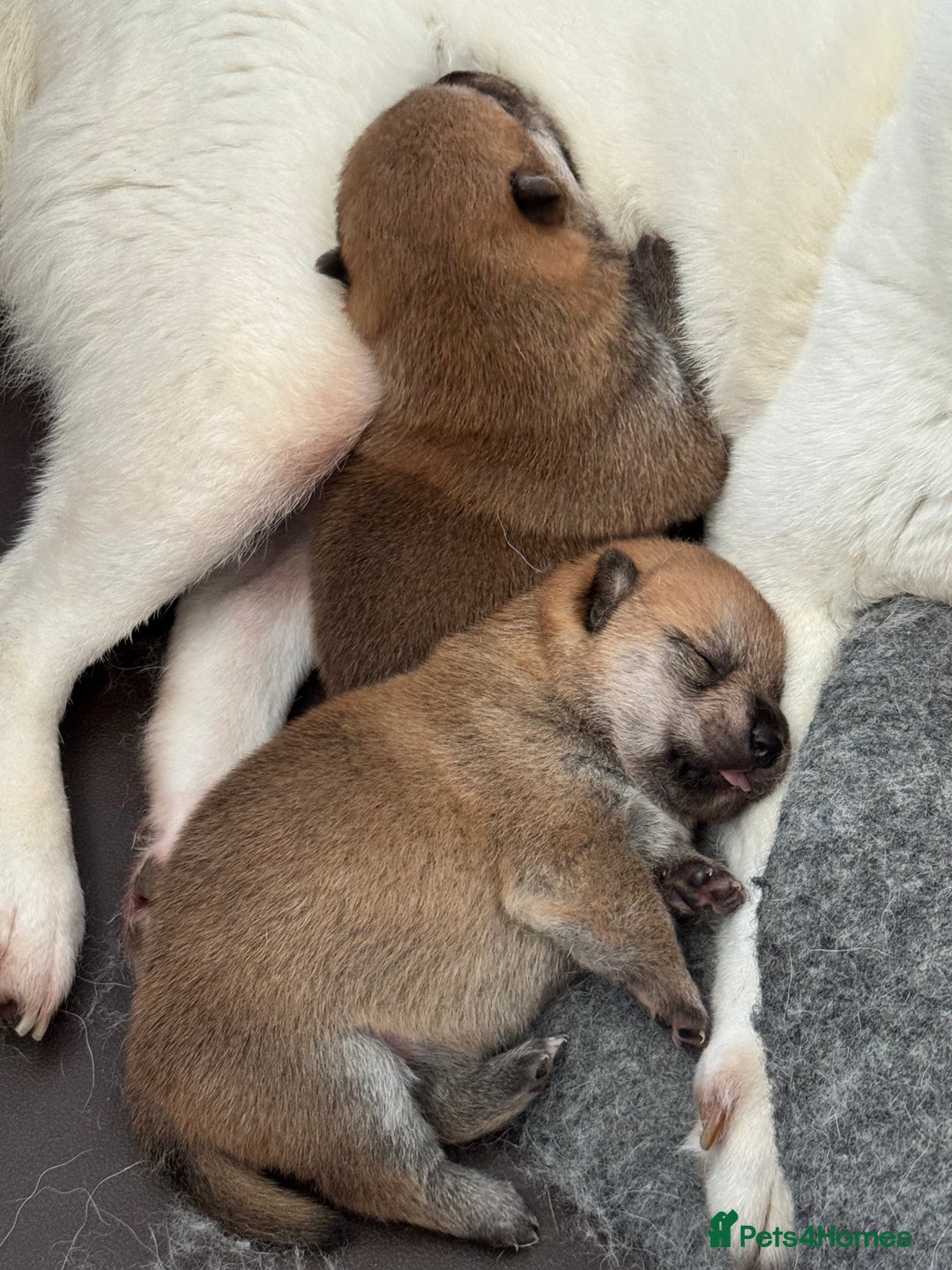 Japanese Shiba Inu dogs for sale: Red Japanese Shiba Inu pups - Image 1