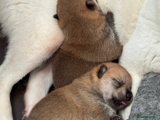 Japanese Shiba Inu dogs - Advert 1