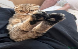 Scottish Fold cats for sale: Scottish fold boy  - Image 10