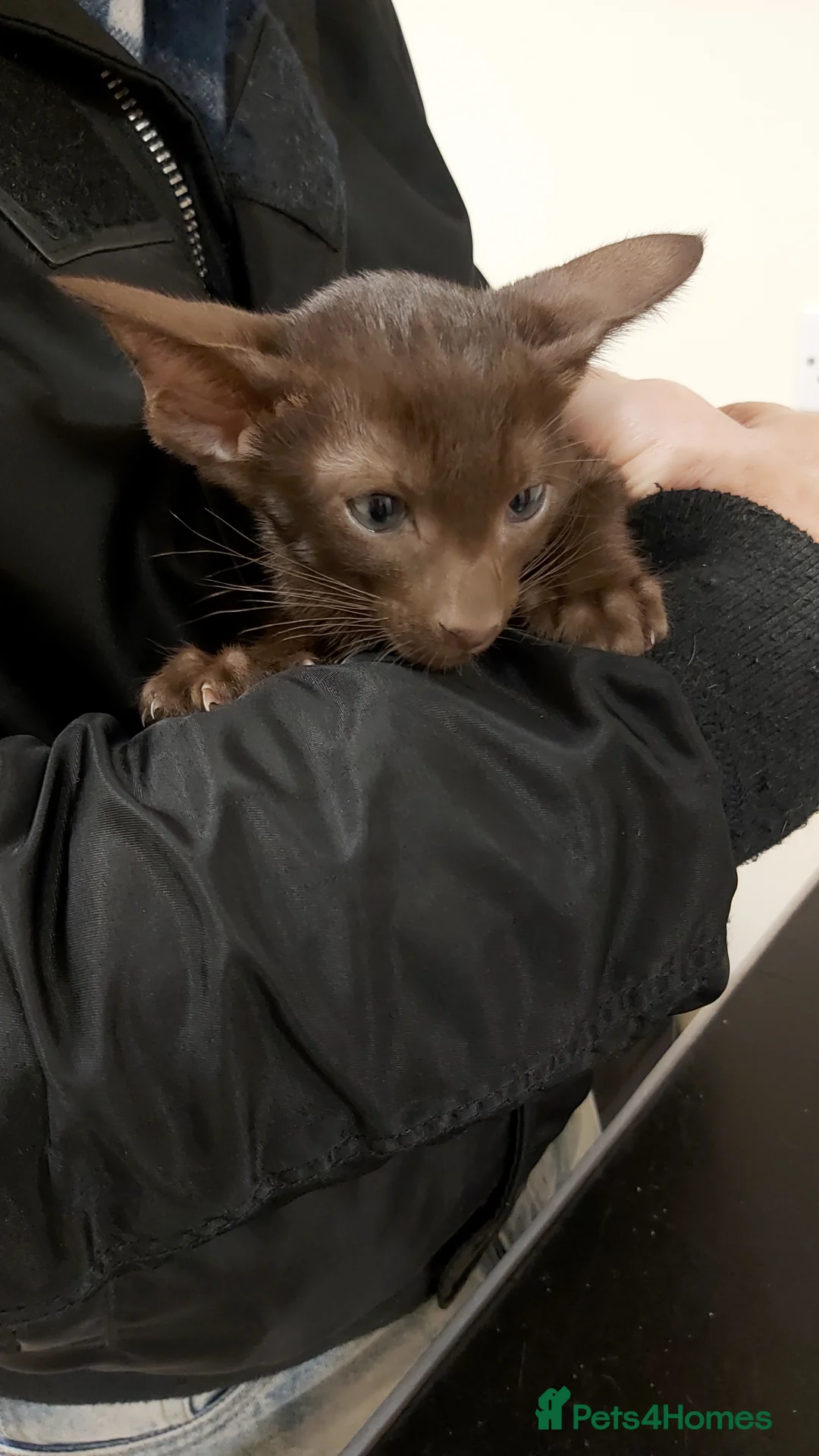 Oriental cats for sale: Full Pedigree Oriental 6 Kittens XL size ears GCCF - Advert 27