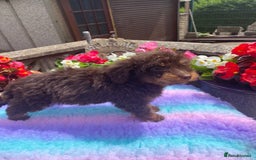 Cavapoo dogs for sale: 1 girl left 💕 f1b cavapoos ready now 🏡 - Image 6