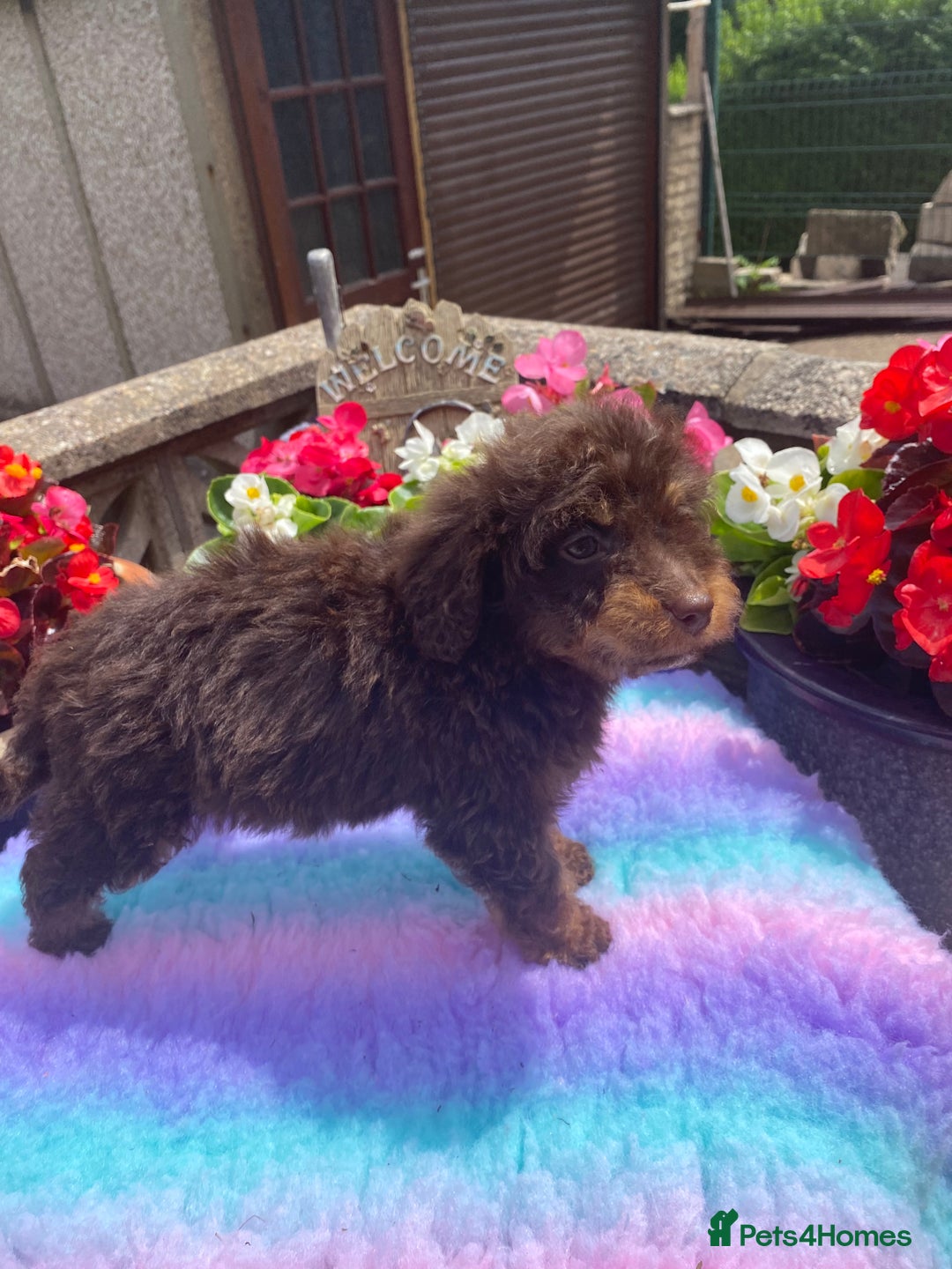 Cavapoo dogs for sale: 1 girl left 💕 f1b cavapoos ready now 🏡 - Image 6
