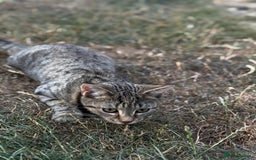 Mixed Breed cats for sale: 6 month old for re home  - Advert 3