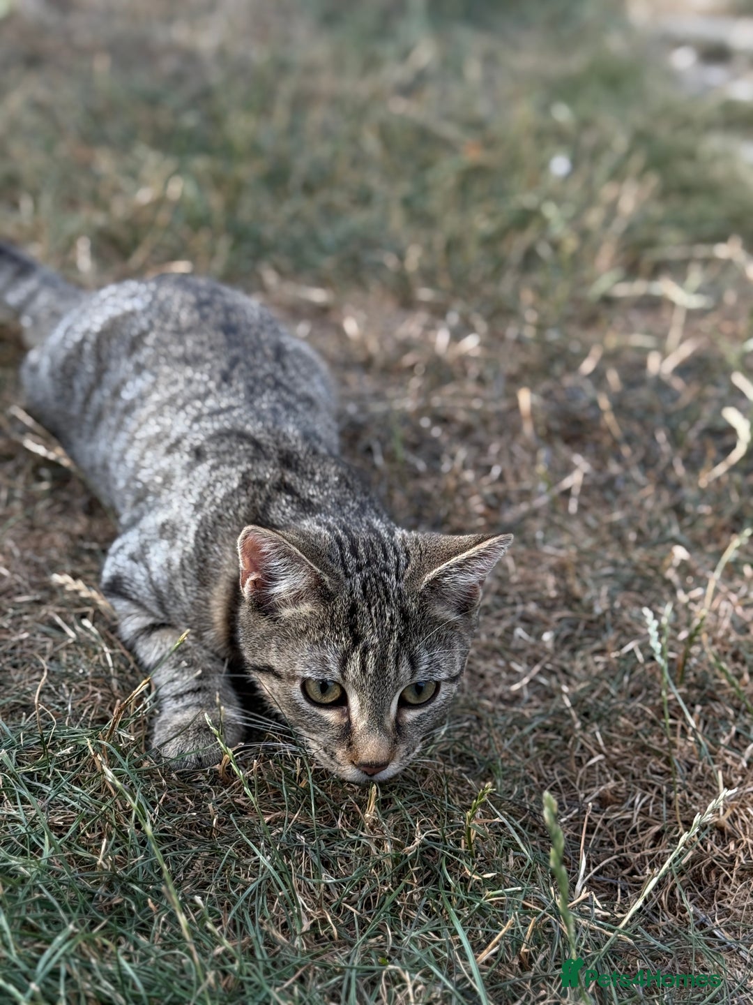 Mixed Breed cats for sale: 6 month old for re home  - Advert 3