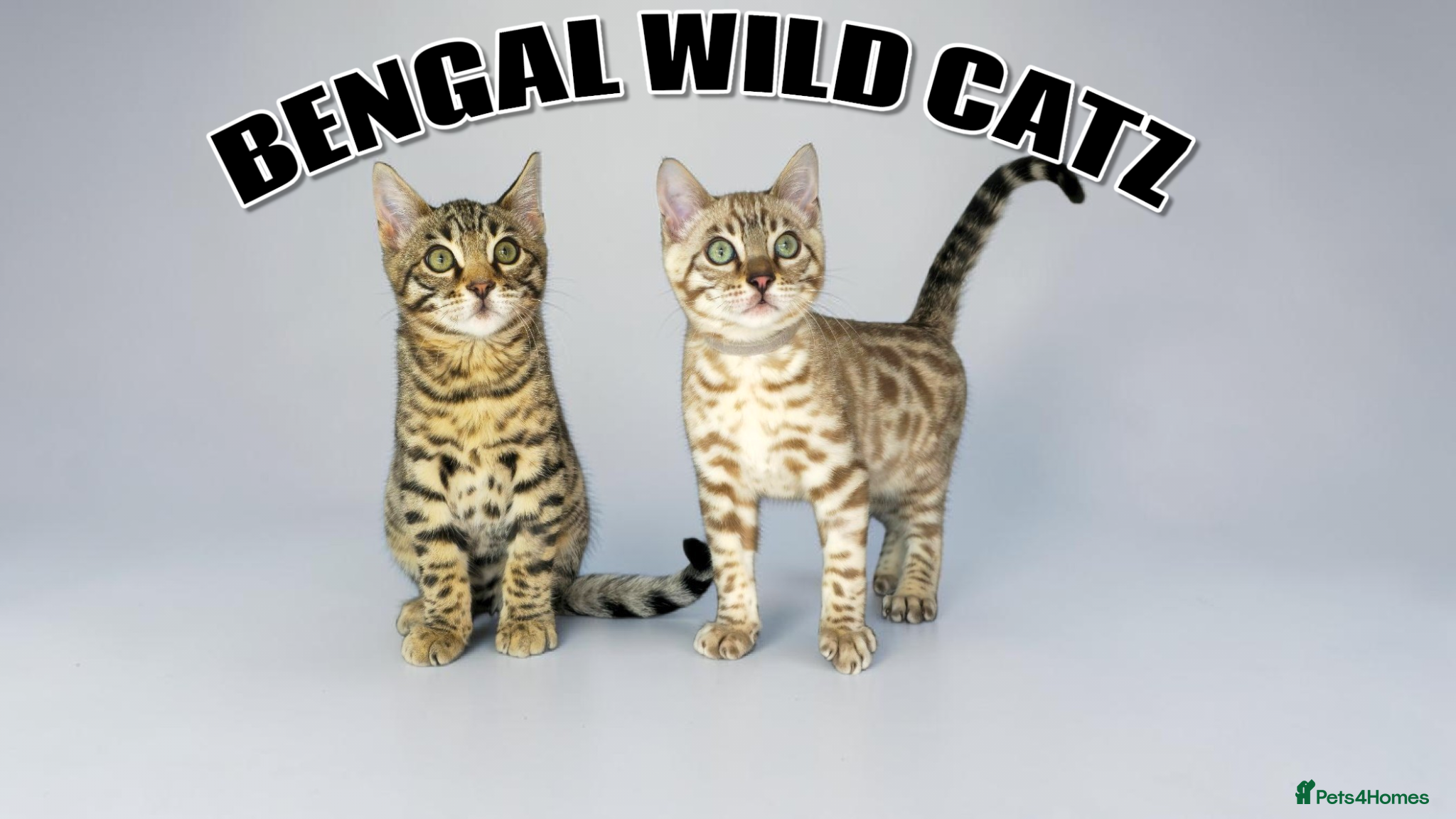 Bengal cats for sale: 4 bengal boys ready to leave now - Advert 18