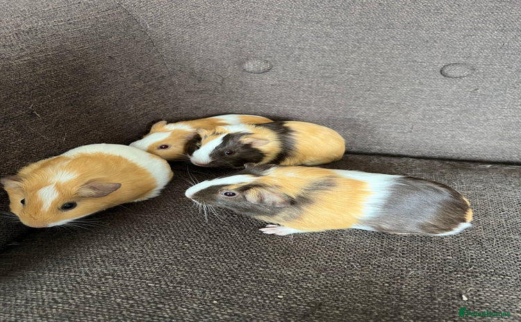 Guinea Pig rodents - Advert 10