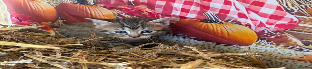 Mixed Breed Kitten 2