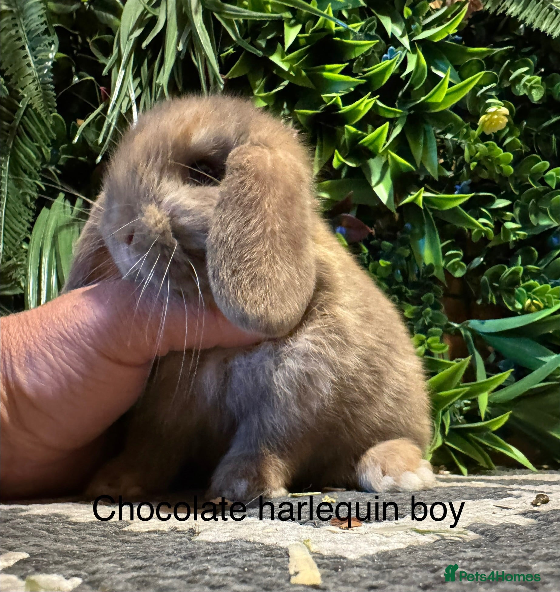 Mini Lop rabbits ⭐️pure bred mini lops ready to reserve⭐️ - Advert 1