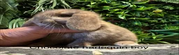 Mini Lop rabbits for sale: ⭐️pure bred mini lops ready to reserve⭐️ - Advert 5
