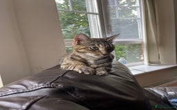 Mixed Breed cats for sale: 🌸 Meet Nala – ready soon for her forever home! 🌸 - Image 2