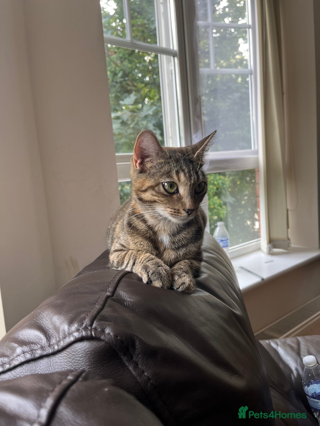 Mixed Breed cats for sale: 🌸 Meet Nala – ready soon for her forever home! 🌸 - Image 2
