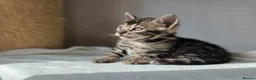 Bengal cats for sale: Gorgeous Health Tested Bengal Kittens  - Advert 15