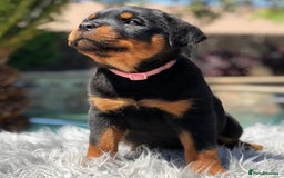Rottweiler dogs for sale: Beautiful Purebred Rottweiler Puppies - Image 4