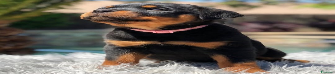 Rottweiler Puppy 2