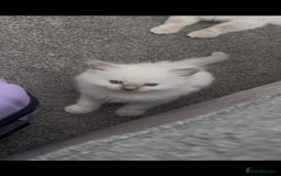 Ragdoll cats for sale: Beautiful Ragdoll kittens  - Image 13