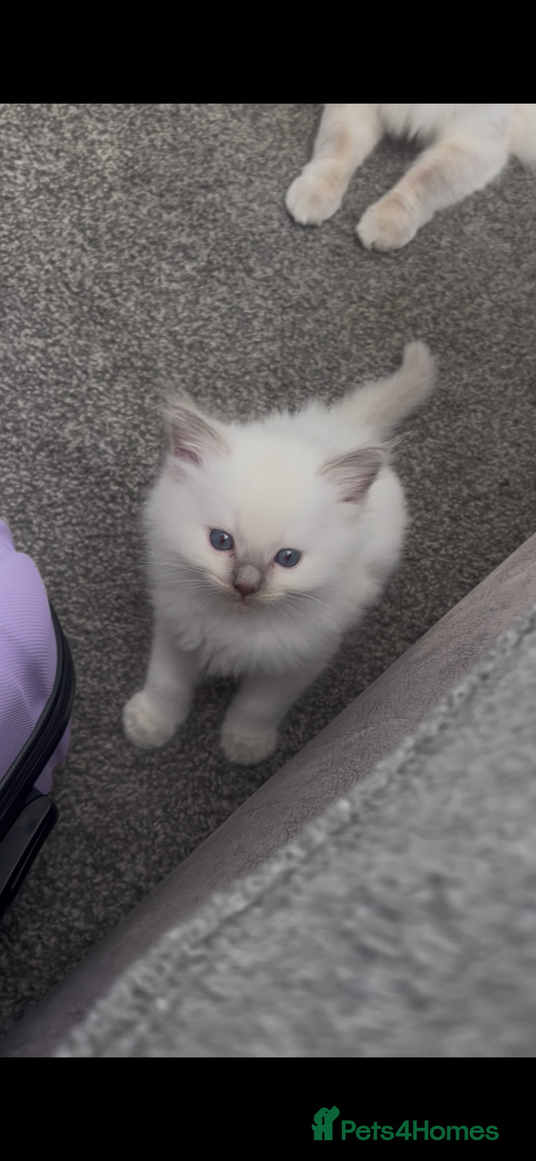 Ragdoll cats for sale: Beautiful Ragdoll kittens  - Image 13