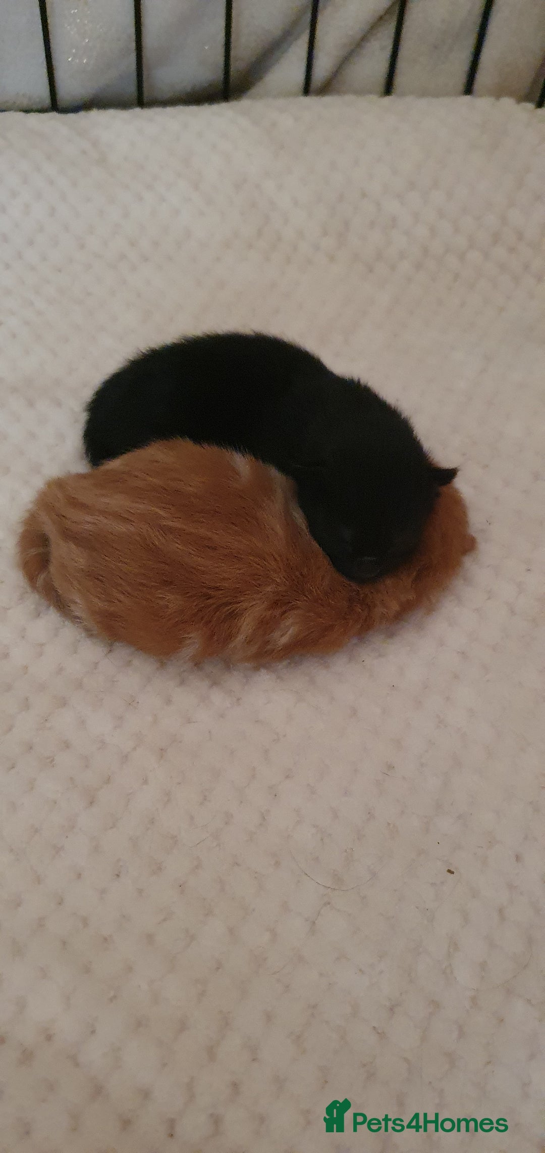 Mixed Breed cats for sale: Adorable kittens  - Image 18