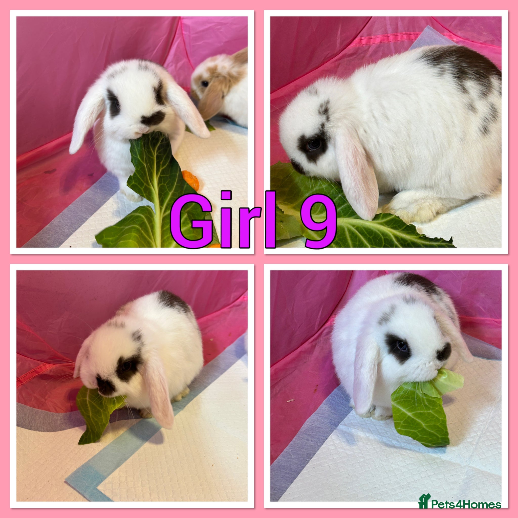 Mini Lop rabbits Mini lop babies  - Advert 9