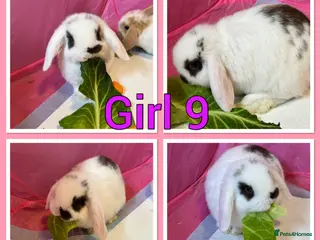 Mini Lop rabbits Mini lop babies - Advert 9