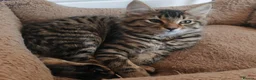 Domestic Shorthair cats for sale: Graceful and playful brothers - Advert 4