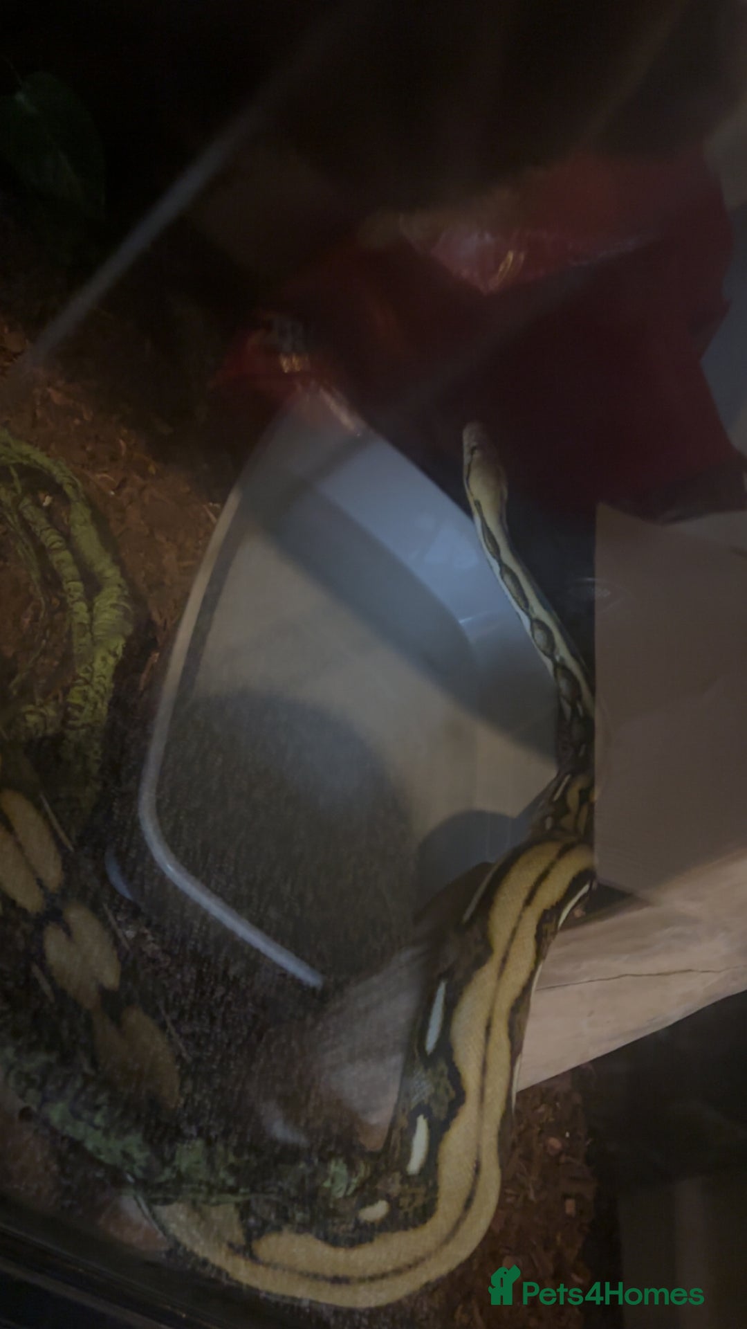 Python Snake reptiles for sale: Dwarf Reticulated python  - Advert 3