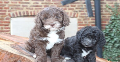 Australian Labradoodle dogs - Advert 6