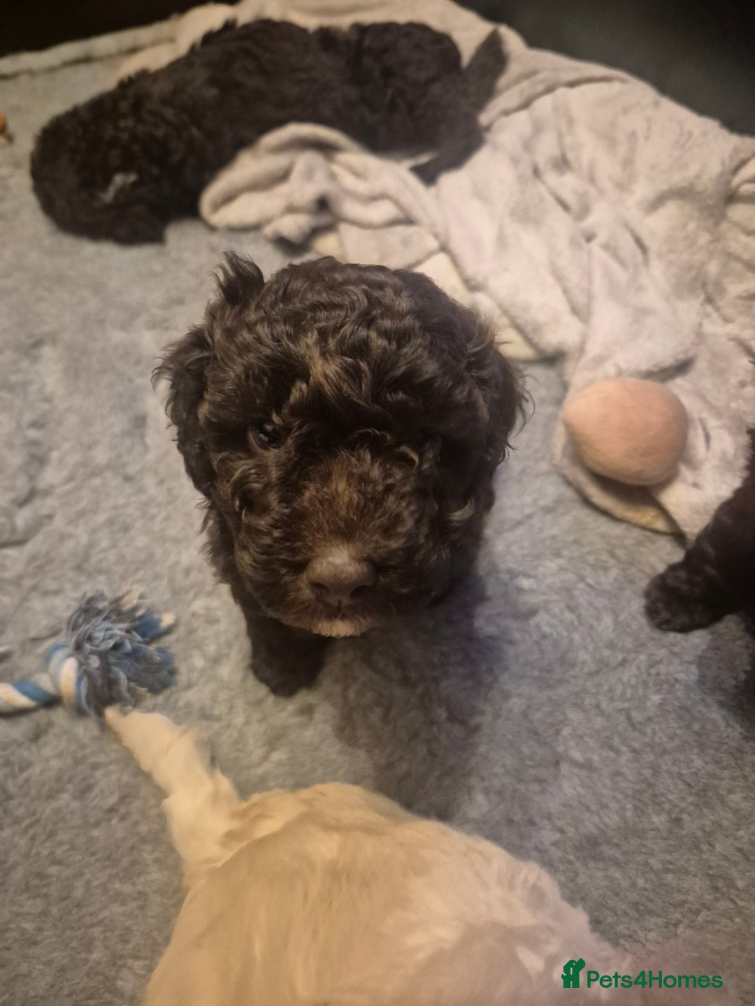 Labradoodle dogs for sale: Stunningly adorable f2b labradoodles! - Advert 7