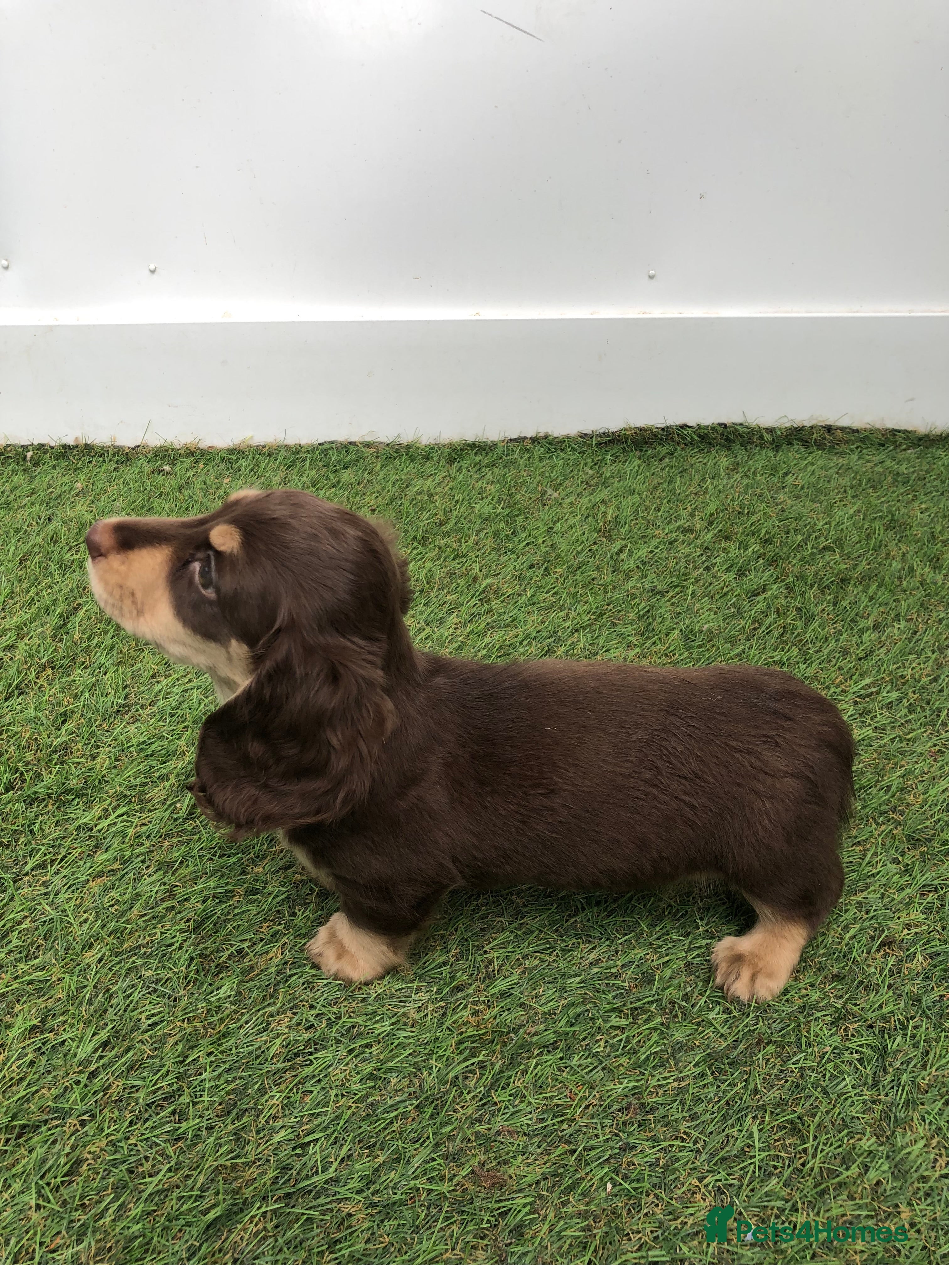 Miniature Dachshund dogs Miniature Longhaired dachshund puppy’s - Advert 2