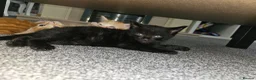 Mixed Breed cats for sale: 4 beautiful kittens left - Advert 13