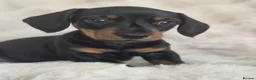 Miniature Dachshund dogs for sale: Monty the Miniature Dachshund  - Advert 20
