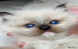 Ragdoll cats for sale: Beautiful pedigree kittens, show quality 💎❤️💎 - Image 15