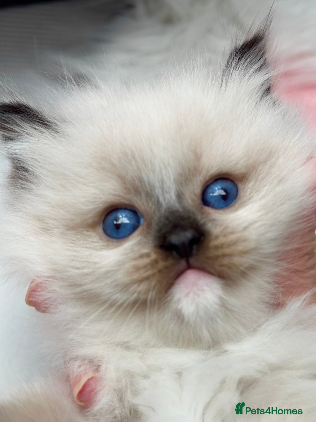 Ragdoll cats for sale: Beautiful pedigree kittens, show quality 💎❤️💎 - Image 15