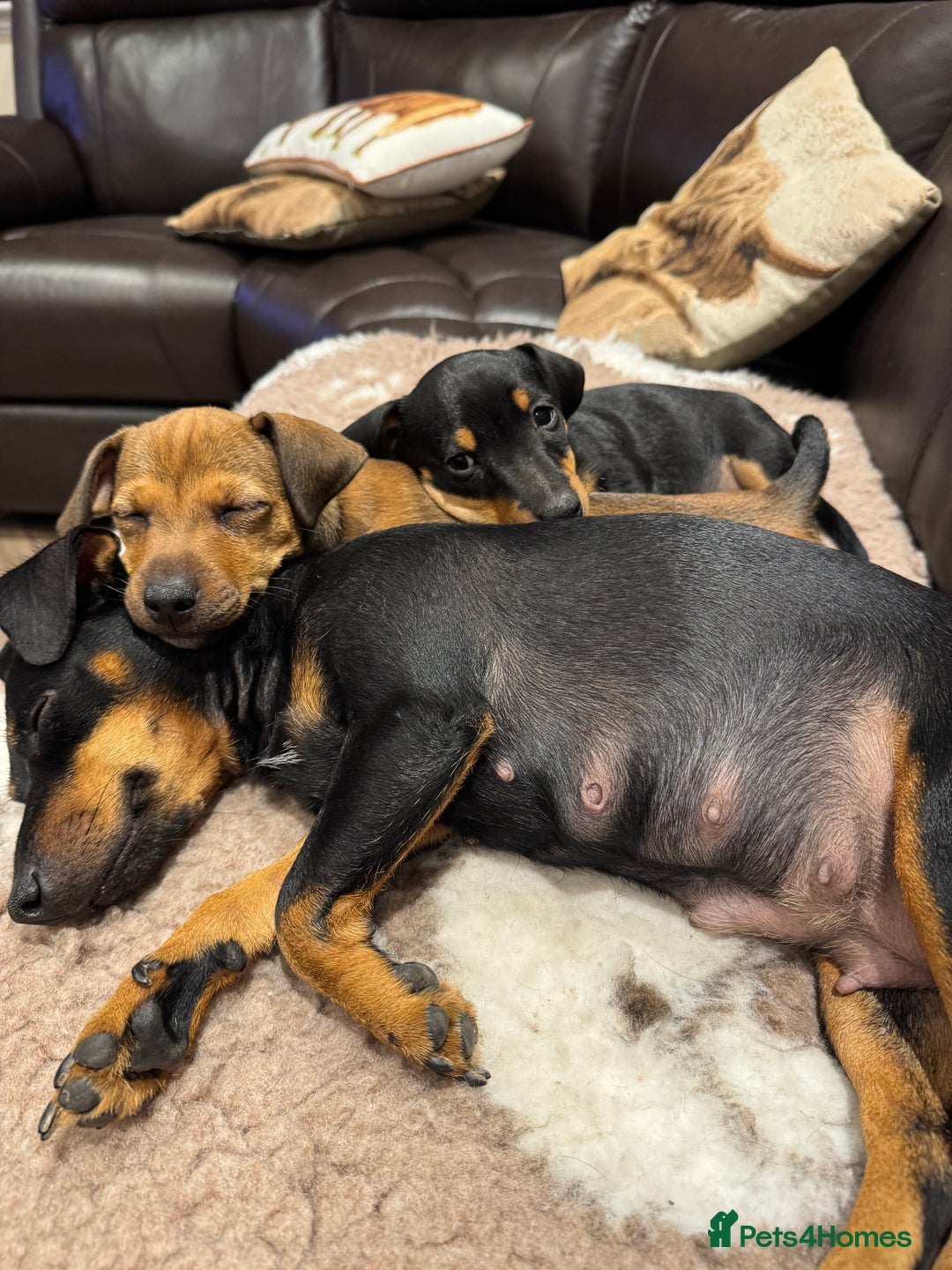 Jack Russell dogs for sale: Male Jack Russell pup  - Image 3