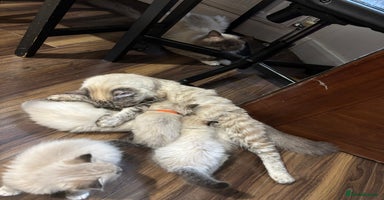 Ragdoll cats - Advert 16