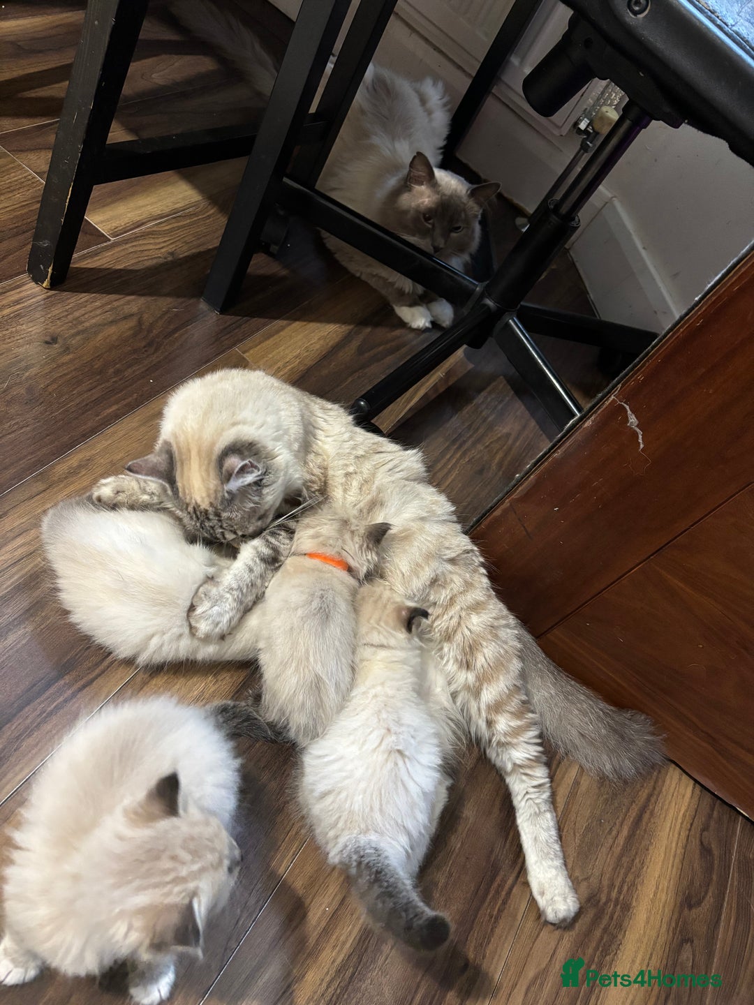 Ragdoll cats for sale: Ragdoll kittens - Image 3